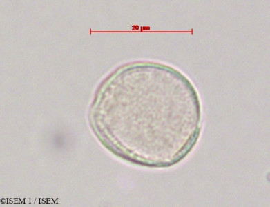 Dioscorea composita - lame n° 28080